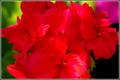 Tuberous Begonias